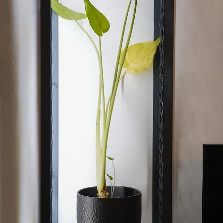 Oreon - 'ophelia' 纳夫普利翁